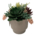 Plantas Falsas