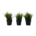 Plantas Falsas
