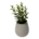 Plantas Falsas