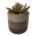 Plantas Falsas