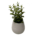 Plantas Falsas