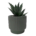 Plantas Falsas